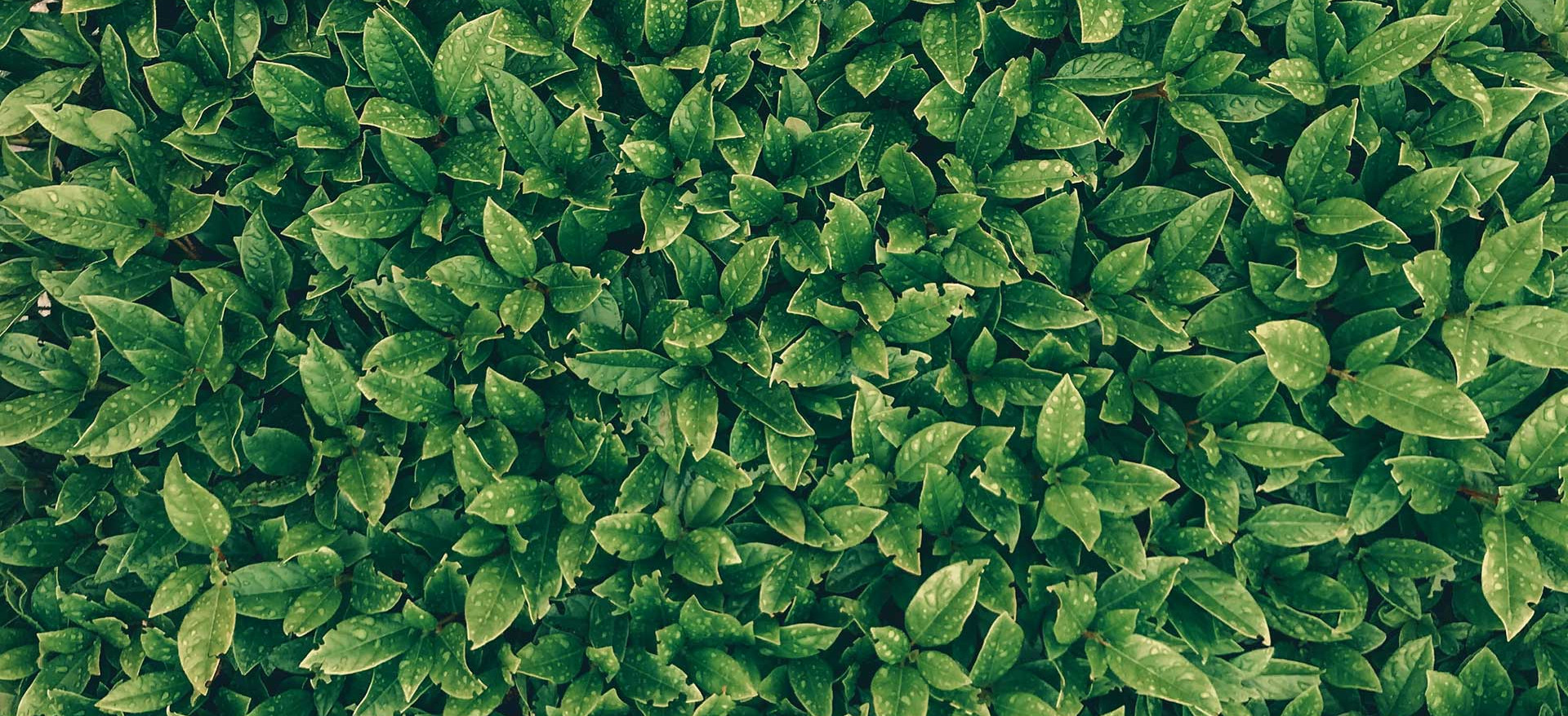 Header Pure Energie Case 2