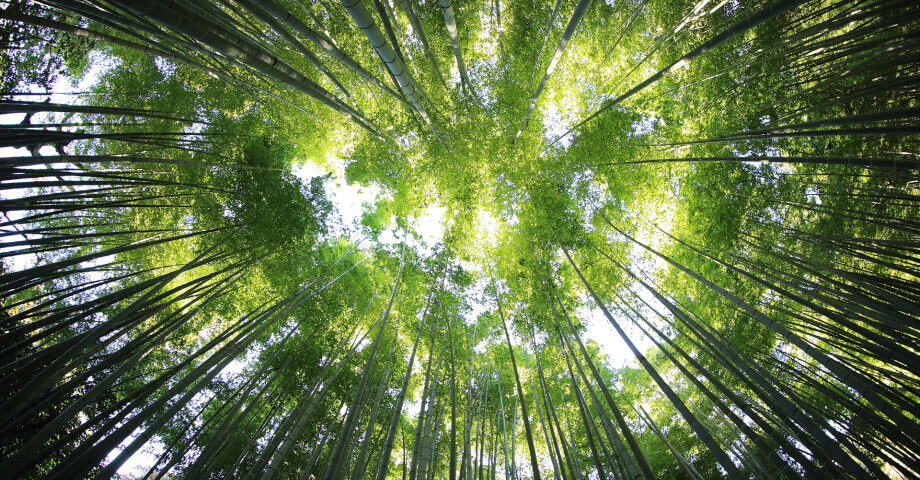 Greenwashing