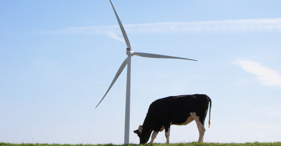 Koe en windmolen
