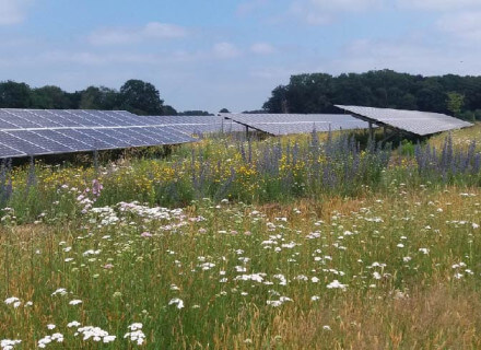 Zonnepark met bloemrijk grasland